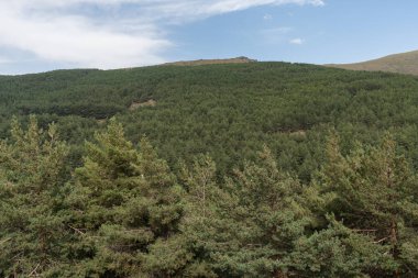 Sierra Nevada 'daki dağ manzarası, bir çam ormanı var, gökyüzü bulutlu.