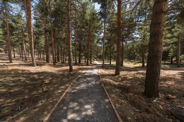 Sierra Nevada 'da yaya toprak yolu var. Yerde çam ormanı var. Kuru dallar ve taşlar var.