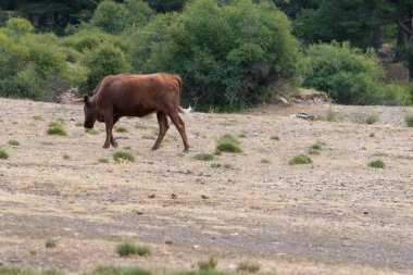 Güney İspanya 'da Sierra Nevada' da özgürlük ineği, inek kahverengidir, çalılar, çimenler ve ağaçlar vardır, taşlar vardır.