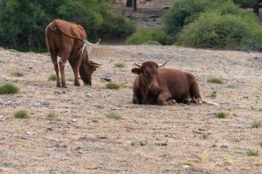 Güney İspanya 'da Sierra Nevada' da özgürlük ineği, inek kahverengidir, çalılar, çimenler ve ağaçlar vardır, taşlar vardır.