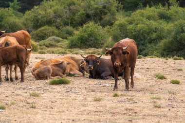 Güney İspanya 'da Sierra Nevada' da özgürce dolaşan inek sürüsü. İnekler kahverengidir, çalılar ve çimenler vardır.