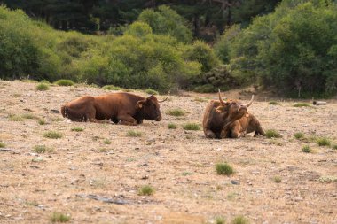 Güney İspanya 'da Sierra Nevada' da özgürce dolaşan inek sürüsü. İnekler kahverengidir, çalılar ve çimenler vardır.