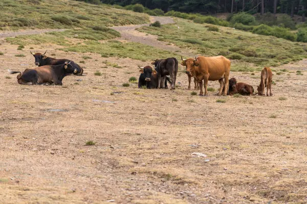 Herd Cow Freedom Sierra Nevada Southern Spain Cows Brown Bushes — Stock Photo, Image