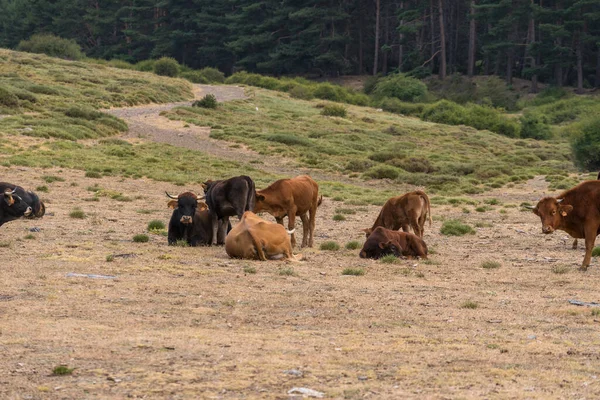 Herd Cow Freedom Sierra Nevada Southern Spain Cows Brown Bushes — Stock Photo, Image