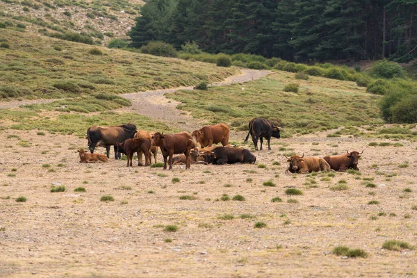 Αγέλη Της Αγελάδας Στην Ελευθερία Στη Σιέρα Νεβάδα Στη Νότια — Φωτογραφία Αρχείου