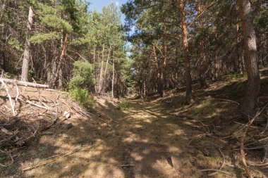 Güney İspanya 'da Sierra Nevada' da çam ormanı, yerde kuru dallar, çalılar ve çimenler var, taşlar var, bir dağ bölgesi.