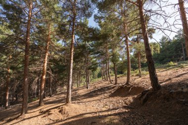 Güney İspanya 'da Sierra Nevada' da çam ormanı, yerde kuru dallar, çalılar ve çimenler var, taşlar var, bir dağ bölgesi.