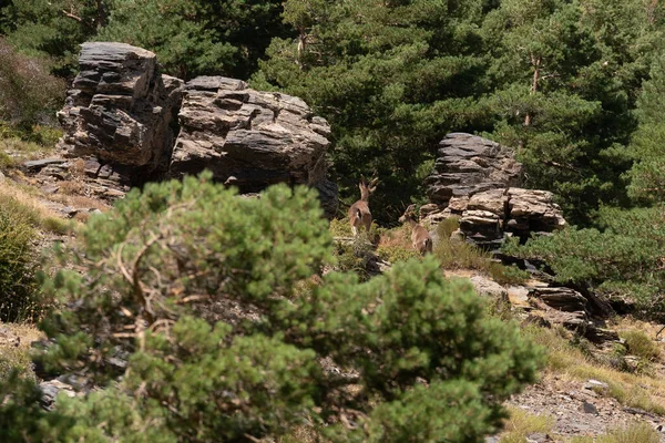 Duas Cabras Montanha Sierra Nevada Rochas Arbustos Uma Floresta Pinheiros — Fotografia de Stock