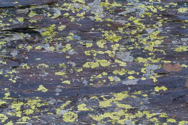 Nerovný Skalnatý Povrch Skála Žluté Hnědé Barvy Lišejník Svém Povrchu — Stock fotografie