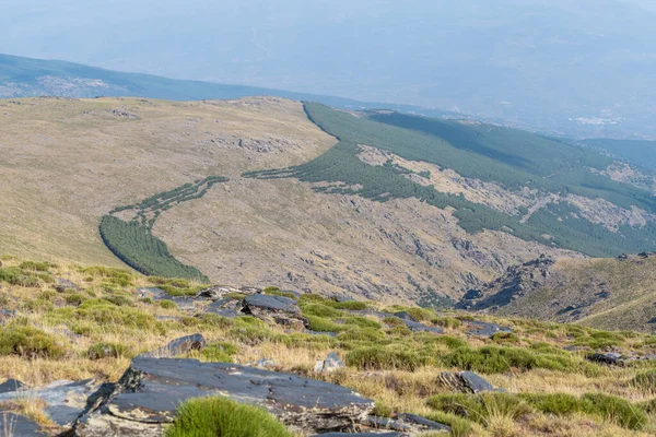 Sierra Nevada 'nın dağlık arazisi, çalılar ve çimenler var, çam ormanı var, taş var.