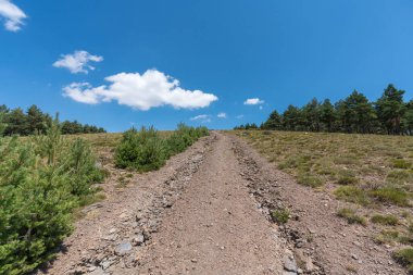 Sierra Nevada 'da toprak yol, çam ormanı ve çalılar, yerde taşlar, gökyüzünde bulutlar var.