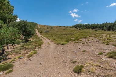 Sierra Nevada 'da toprak yol, çam ormanı ve çalılar, yerde taşlar, gökyüzünde bulutlar var.