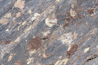 Kayaların düz olmayan yüzeyi, gri renkli kayanın yüzeyinde liken var.