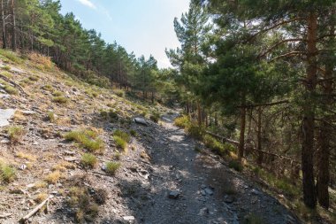 Sierra Nevada 'da bir çam ormanının arasındaki toprak yolda çalılar ve çimenler var, taşlar var ve gökyüzü açık.