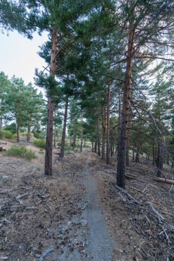 Sierra Nevada 'da bir çam ormanının arasındaki toprak yolda çalılar ve çimenler var, taşlar var ve gökyüzü açık.