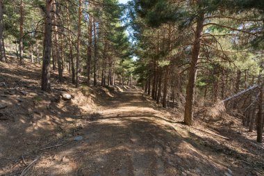 Sierra Nevada 'da bir çam ormanının arasındaki toprak yolda çalılar ve çimenler var, taşlar ve kuru dallar var.