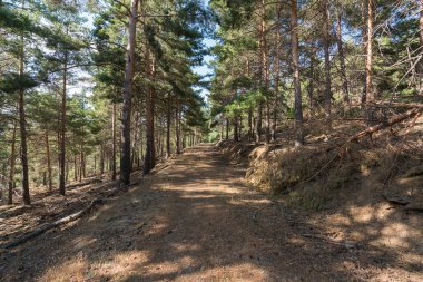 Sierra Nevada 'da bir çam ormanının arasındaki toprak yolda çalılar ve çimenler var, taşlar ve kuru dallar var.