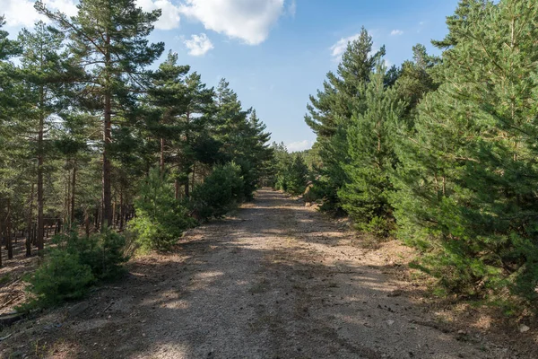 Sierra Nevada 'da bir çam ormanının arasındaki toprak yolda çalılar ve çimenler var, taşlar ve kuru dallar var, gökyüzünde bulut var.