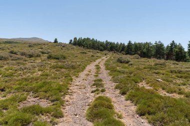 Sierra Nevada 'da toprak yol, çam ormanı ve çalılar var, yerde taşlar var, gökyüzü açık.