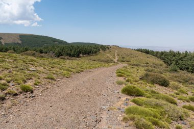 Sierra Nevada 'da toprak yol, çam ormanı ve çalılar var, yerde taşlar var, gökyüzü açık.
