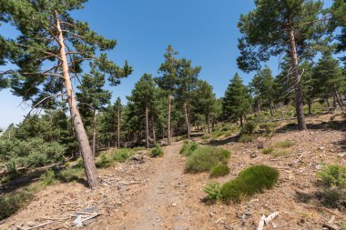 Sierra Nevada 'da bir çam ormanının arasındaki toprak yolda çalılar ve çimenler var, taşlar ve kuru dallar var, gökyüzü açık.