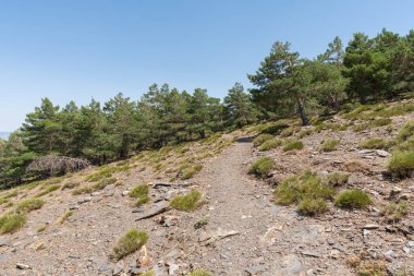 Sierra Nevada 'da toprak yol, çam ormanı ve çalılar var, yerde taşlar var, gökyüzü açık.