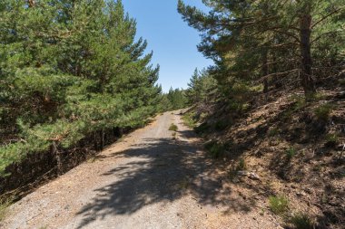 Sierra Nevada 'da bir çam ormanının arasındaki toprak yolda çalılar ve çimenler var, taşlar ve kuru dallar var, gökyüzü açık.