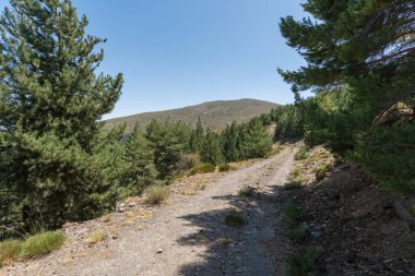 Sierra Nevada 'da bir çam ormanının arasındaki toprak yolda çalılar ve çimenler var, taşlar ve kuru dallar var, gökyüzü açık.