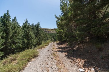 Sierra Nevada 'da bir çam ormanının arasındaki toprak yolda çalılar ve çimenler var, taşlar ve kuru dallar var, gökyüzü açık.