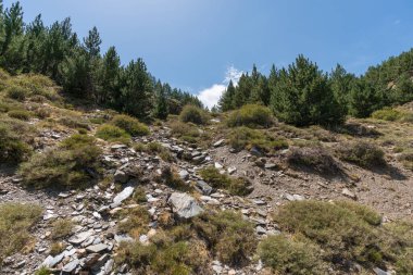 Sierra Nevada 'daki dağ manzarası, bir çam ormanı, çalılar ve çimenler, taşlar, gökyüzü bulutlu.