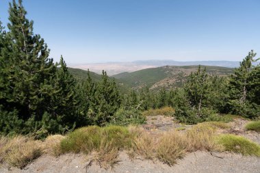 Sierra Nevada 'nın dağlık arazisi, bir çam ormanı var, çalılar ve çimenler var, taşlar var, gökyüzü açık
