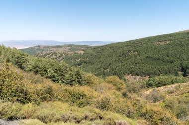 Sierra Nevada 'nın dağlık arazisi, bir çam ormanı var, çalılar ve çimenler var, taşlar var, gökyüzü açık