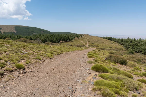 Sierra Nevada 'da toprak yol, çam ormanı ve çalılar var, yerde taşlar var, gökyüzü açık.