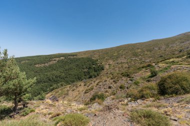 Sierra Nevada 'nın dağlık arazisi, bir çam ormanı var, çalılar ve çimenler var, taşlar var, gökyüzü açık