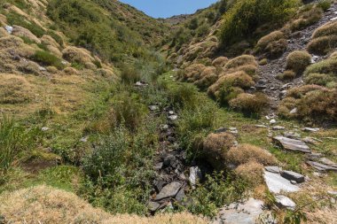 İspanya 'nın güneyindeki Sierra Nevada' da bir dağın yamacında çimenler, çalılar, taşlar ve dağın yamacından aşağı akan sular var.
