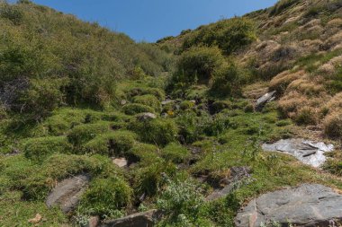 İspanya 'nın güneyinde Sierra Nevada' da bir dağın yamacında çimenler ve çalılar var, taşlar var, dağın yamacından aşağı su akıyor, gökyüzü açık.