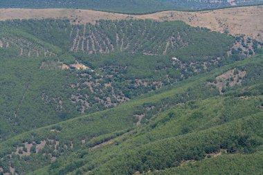 Sierra Nevada dağındaki çam ormanında, ormanda ağaçsız alanlar var, birkaç vadi var.