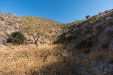 Güney İspanya 'da La Alpujarra' nın dağlık arazisi, ağaçlar ve çalılar var, gökyüzü açık.