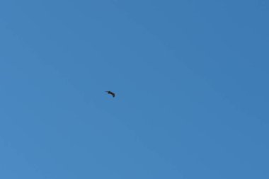 Şahin gökyüzünde uçuyor, şahin kahverengi ve beyaz, gökyüzü açık