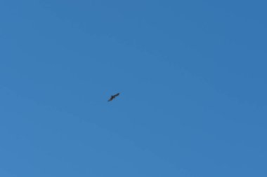 Şahin gökyüzünde uçuyor, şahin kahverengi ve beyaz, gökyüzü açık