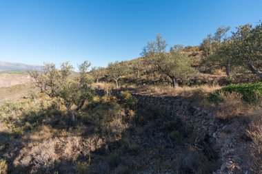 Dağlarda terk edilmiş zeytin ağaçları, çalılar ve taş duvarlar var, gökyüzü açık.