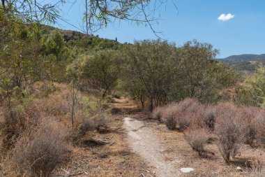 Ağaçların arasında toprak yol var, çimenler ve çalılar var, gökyüzü temiz.