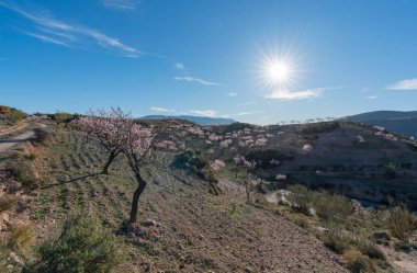 Güney İspanya 'daki dağlarda badem ağaçları çiçek açıyor, çalılar ve taşlar var, gökyüzünde bulutlar var.