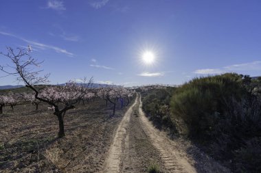 İspanya 'nın güneyindeki dağlarda çiçek açan badem ağaçları arasında toprak yol, çalılar ve taşlar var, gökyüzünde güneş ve bulutlar var.