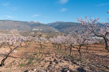 Güney İspanya 'daki dağlarda badem ağaçları çiçek açıyor, çalılar ve taşlar var, gökyüzünde bulutlar var.