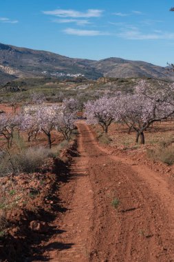 İspanya 'nın güneyindeki dağlarda çiçek açan badem ağaçları arasında toprak yol, çalılar ve taşlar var, gökyüzünde güneş ve bulutlar var.