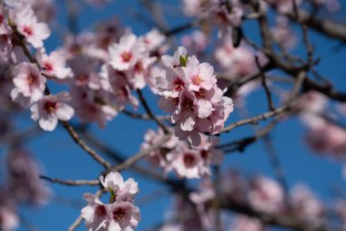 Badem çiçekleri baharda, çiçekler beyaz ve pembedir, yeşil yaprakları vardır, dalları gridir.