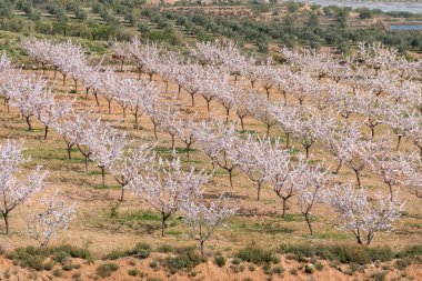 İspanya 'nın güneyinde badem ağaçları yetiştiriyorum, çalılar ve çimenler var, dağlar var.