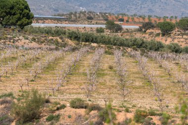 İspanya 'nın güneyinde badem ağaçları yetiştiriyorum, çalılar ve çimenler var, dağlar var.