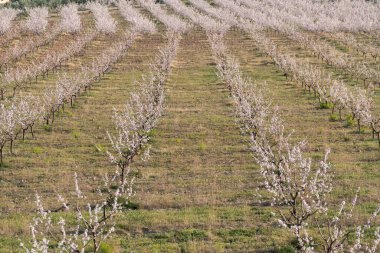 İspanya 'nın güneyinde badem ağaçları yetiştiriyorum, çalılar ve çimenler var, dağlar var.